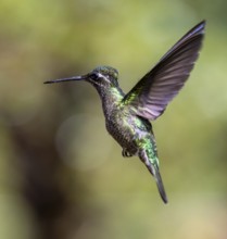 Violet-crowned Brilliant Hummingbird (Eugenes fulgens syn. Eugenes spectabilis), Los Quetzales