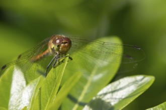 Common darter dragonfly (Sympetrum striolatum) adult female insect resting on a garden plant leaf,