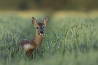 Roe deer (Capreolus capreolus) adult male buck animal in a farmland wheat field in the summer,