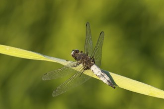 Broad-bodied chaser dragonfly (Libellula depressa) adult insect resting on a reed leaf, Somerset,