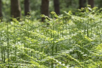 Bracken fern (Pteridium aquilinum) in spring, Lower Saxony, Germany, Europe