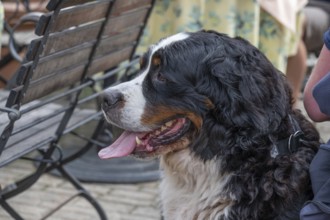 Dog, breed Bernese cattle dog, Bavaria, Germany, Europe