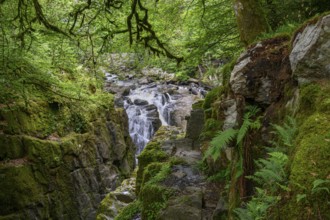 Waterfall, Forest, The Hermitage, Scotland, Great Britain