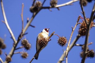 European goldfinch (Carduelis carduelis) in an amber tree, winter, Saxony, Germany, Europe