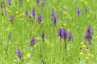 Meadow with broad-leaved orchids (Dactylorhiza majalis) and buttercups (Ranunculaceae), Allgäu