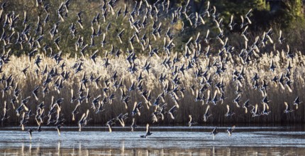 Black-tailed Godwit, Limosa limosa, birds in flight over marshes at winter