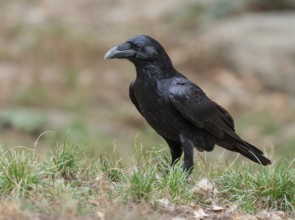 Common raven (Corvus corax) stands on the ground and looks attentively, Germany, Europe