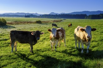 Curious cows, in the Kirchsee Filzen, Kirchseemoor, near Sachsenkam, Tölzer Land, Alpine foothills,