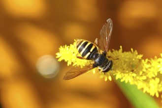 Common wasp hoverfly (Chrysotoxum cautum) on goldenrod (Solidago canadensis), Wilnsdorf, North