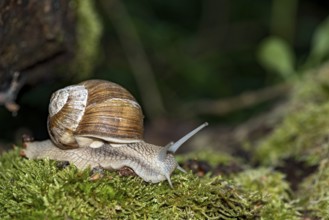 Burgundy snail (Helix pomatia) crawling over moss, Hesse, Germany, Europe