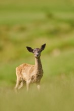 European fallow deer (Dama dama) fawn standing on a meadow, Kitzbühel, Wildpark Aurach, Austria,