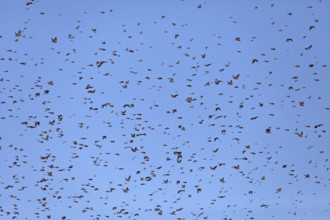 Thousands of bramblings from Scandinavia at the former military training area in Münsingen