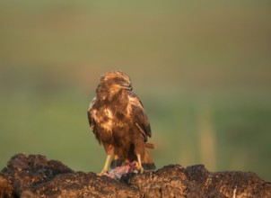 Western marsh-harrier (Circus aeruginosus), Extremadura, Castilla La Mancha, Spain, Europe