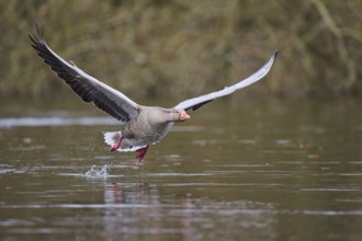 Greylag goose (Anser anser) in flight, Lower Saxony, Germany, Europe