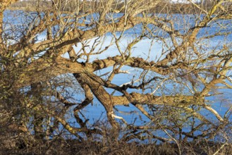 Fallen tree, Goldhöft, Geltinger Birk, Gelting, Schleswig-Holstein, Germany, Europe