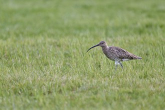 Eurasian curlew (Numenius arquata), Lower Saxony, Germany, Europe