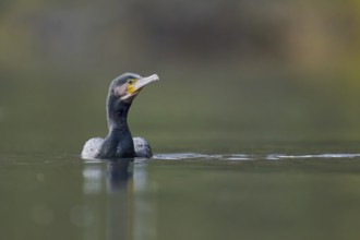 Great cormorant (Phalacrocorax carbo), Lower Saxony, Germany, Europe