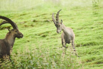 Alpine ibex (Capra ibex) male running arguing with each other on a meadow, playing, wildlife Park