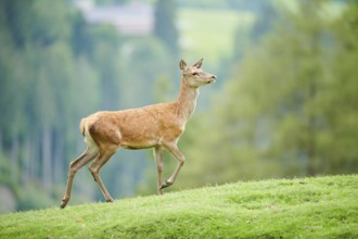 Red deer (Cervus elaphus) hind walking on a meadow in the mountains in tirol, Kitzbühel, Wildpark