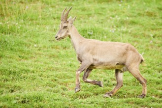 Alpine ibex (Capra ibex) female running on a meadow, wildlife Park Aurach near Kitzbuehl, Austria,