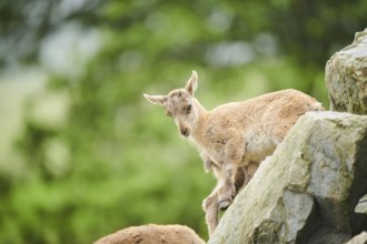 Alpine ibex (Capra ibex) youngster, standing on a rock, wildlife Park Aurach near Kitzbuehl,