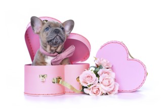 Cute French Bulldog dog puppy with bow tie in Valentine's Day trunk box in shape of pink heart on