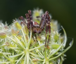 European garden spider (Araneus diadematus) crouching on fruit stand with spiny fruits, wild carrot