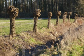 White willow (Salix alba), Dortmund, Ruhr area, North Rhine-Westphalia, Germany, Europe