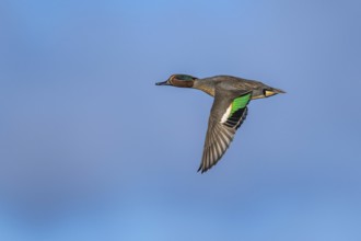 Eurasian Teal, Anas crecca, male in flight on blue sky