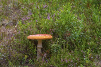 Close-up of a fly agaric (Amanita muscaria), landscape, nature, close-up, nature, botany, close-up,