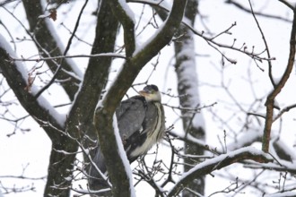 Grey heron in a tree in winter, Saxony, Germany, Europe