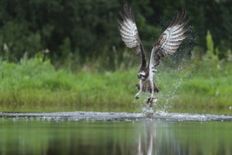 Western osprey (Pandion haliaetus) hunting with a trout, Aviemore, Scotland, Great Britain