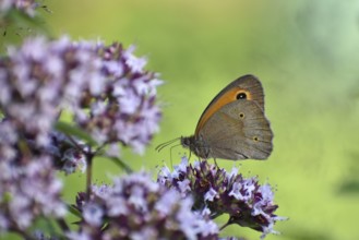 Meadow brown (Maniola jurtina) butterfly on oregano (Origanum vulgare) in the garden, Bavaria,