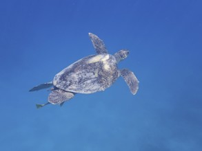 Green turtle (Chelonia mydas), monochrome blue background, detachable, dive site Marsa Shona Reef,