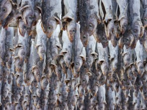 Atlantic cod (Gadus morhua) hung up to dry as stockfish, an old preservation method, Lofoten,