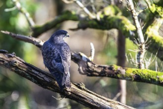 Common Buzzard, Buteo buteo in the forest at winter