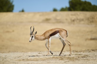 Springbok (Antidorcas marsupialis), walking through the dessert, captive, distribution Africa