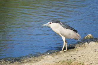 Black-crowned night heron (Nycticorax nycticorax) waking beside the water, Camargue, France, Europe