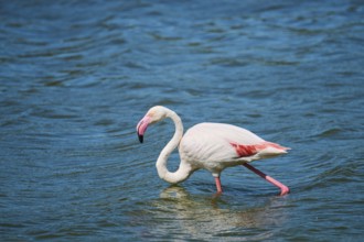 Greater flamingo (Phoenicopterus roseus) standing in the sea, France, Europe