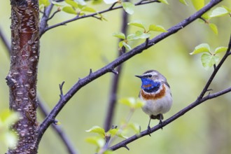 Red-throated Bluethroat or Tundra Bluethroat (Luscinia svecica), adult male sitting on a branch,