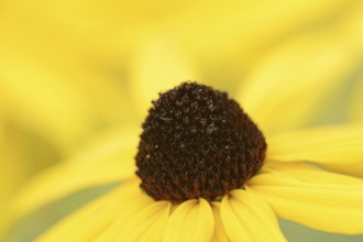 Yellow coneflower (Rudbeckia fulgida), flower detail, ornamental plant, North Rhine-Westphalia,