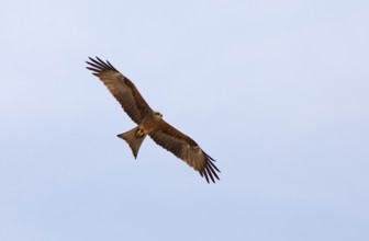 Brahminy kite (Haliastur indus) or Brahminy kite or Red-backed White-tailed eagle flying in the