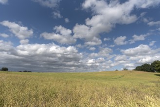 Ripe rape field (Brassica napus), cloudy sky Mecklenburg-Vorpommern, Germany, Europe