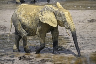 African forest elephant (Loxodonta cyclotis) in the Dzanga Bai forest clearing, Dzanga-Ndoki