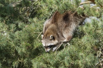 Raccoon (Procyon lotor) climbing in a branch, France, Europe