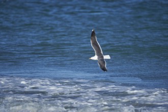 Close-up of Yellow-legged gull (Larus michahellis) in spring (april) on Helgoland a small Island of