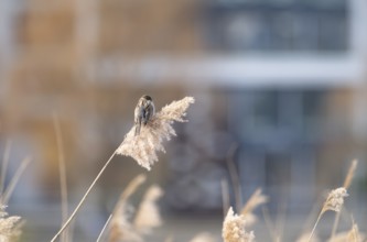 Reed bunting (Emberiza schoeniclus), reed sparrow, sitting on a flower in the reeds, looking to the