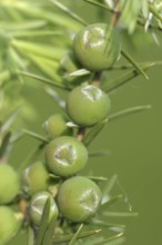 Cade (Juniperus oxycedrus), twig with unripe cones, Provence, southern France