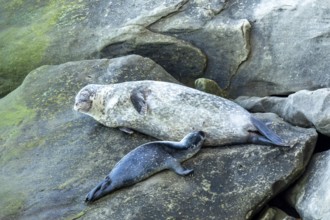 Harbor seal, phoca vitulina vitulina. Baby seal suckling its mother on a rock by the sea. Forillon