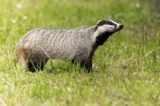 Badger raises its head and sniffs in a green meadow, european badger (Meles meles), Germany, Europe